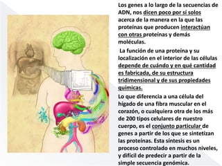 Los genes a lo largo de la secuencias de 
ADN, nos dicen poco por sí solos 
acerca de la manera en la que las 
proteínas que producen interactúan 
con otras proteínas y demás 
moléculas. 
La función de una proteína y su 
localización en el interior de las células 
depende de cuándo y en qué cantidad 
es fabricada, de su estructura 
tridimensional y de sus propiedades 
químicas. 
Lo que diferencia a una célula del 
hígado de una fibra muscular en el 
corazón, o cualquiera otra de los más 
de 200 tipos celulares de nuestro 
cuerpo, es el conjunto particular de 
genes a partir de los que se sintetizan 
las proteínas. Esta síntesis es un 
proceso controlado en muchos niveles, 
y difícil de predecir a partir de la 
simple secuencia genómica. 
 