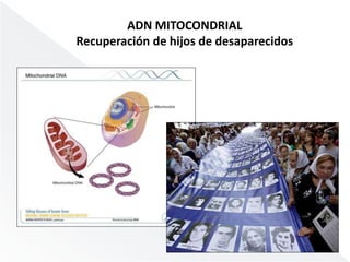 ADN MITOCONDRIAL 
Recuperación de hijos de desaparecidos 
 
