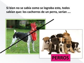 Si bien no se sabía como se lograba esto, todos 
sabían que: los cachorros de un perra, serían …. 
PERROS 
 