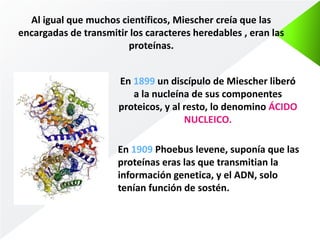 Al igual que muchos científicos, Miescher creía que las 
encargadas de transmitir los caracteres heredables , eran las 
proteínas. 
En 1899 un discípulo de Miescher liberó 
a la nucleína de sus componentes 
proteicos, y al resto, lo denomino ÁCIDO 
NUCLEICO. 
En 1909 Phoebus levene, suponía que las 
proteínas eras las que transmitian la 
información genetica, y el ADN, solo 
tenían función de sostén. 
 