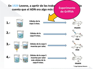 En 1929 Levene, a aprtir de los trabajos de Griffith, se dio 
cuenta que el ADN era algo más que Euxnp aenridmaemnitaoje . 
de Griffith 
 