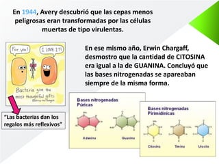 En 1944, Avery descubrió que las cepas menos 
peligrosas eran transformadas por las células 
muertas de tipo virulentas. 
“Las bacterias dan los 
regalos más reflexivos” 
En ese mismo año, Erwin Chargaff, 
desmostro que la cantidad de CITOSINA 
era igual a la de GUANINA. Concluyó que 
las bases nitrogenadas se apareaban 
siempre de la misma forma. 
 