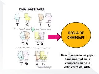 REGLA DE 
CHARGAFF 
Desempeñaron un papel 
fundamental en la 
comprensión de la 
estructura del ADN. 
 