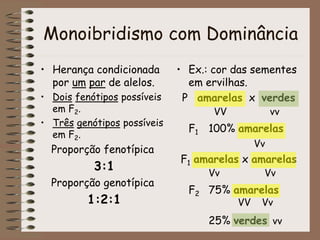 Monoibridismo com Dominância
• Herança condicionada
por um par de alelos.
• Dois fenótipos possíveis
em F2.
• Três genótipos possíveis
em F2.
Proporção fenotípica
3:1
Proporção genotípica
1:2:1
• Ex.: cor das sementes
em ervilhas.
P amarelas x verdes
F1 100% amarelas
F1 amarelas x amarelas
F2 75% amarelas
25% verdes
VV vv
Vv
Vv Vv
VvVV
vv
 