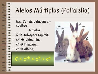 Alelos Múltiplos (Polialelia)
Ex.: Cor da pelagem em
coelhos.
4 alelos
• C  selvagem (aguti).
• cch  chinchila.
• ch  himalaia.
• ca  albino.
C > cch > ch > ca
C _
cch _
ch _
caca
 