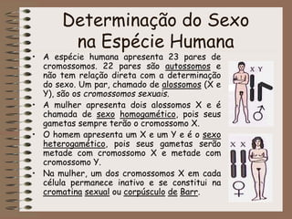 Determinação do Sexo
na Espécie Humana
• A espécie humana apresenta 23 pares de
cromossomos. 22 pares são autossomos e
não tem relação direta com a determinação
do sexo. Um par, chamado de alossomos (X e
Y), são os cromossomos sexuais.
• A mulher apresenta dois alossomos X e é
chamada de sexo homogamético, pois seus
gametas sempre terão o cromossomo X.
• O homem apresenta um X e um Y e é o sexo
heterogamético, pois seus gametas serão
metade com cromossomo X e metade com
cromossomo Y.
• Na mulher, um dos cromossomos X em cada
célula permanece inativo e se constitui na
cromatina sexual ou corpúsculo de Barr.
 
