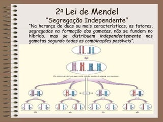 2a Lei de Mendel
“Segregação Independente”
“Na herança de duas ou mais características, os fatores,
segregados na formação dos gametas, não se fundem no
híbrido, mas se distribuem independentemente nos
gametas segundo todas as combinações possíveis”.
 