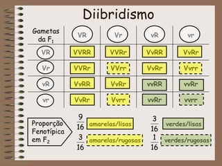 Diibridismo
amarelas/lisas verdes/lisas
amarelas/rugosas verdes/rugosas
Gametas
da F1
VR Vr vR vr
VR VVRR VVRr VvRR VvRr
Vr VVRr VVrr VvRr Vvrr
vR VvRR VvRr vvRR vvRr
vr VvRr Vvrr vvRr vvrr
Proporção
Fenotípica
em F2
16
9
16
3
16
3
16
1
 