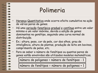 Polimeria
• Herança Quantitativa onde ocorre efeito cumulativo na ação
de vários pares de genes.
• Há uma variação fenotípica gradual e contínua entre um valor
mínimo e um valor máximo, devida a adição de genes
dominantes no genótipo, seguindo uma curva normal de
distribuição.
• Ex.: altura, peso, cor da pele, cor dos olhos, grau de
inteligência, altura de plantas, produção de leite em bovinos,
comprimento de pelos, etc.
• Para se saber o número de fenótipos ou quantos pares de
genes estão envolvidos são utilizados modelos matemáticos.
número de poligenes = número de fenótipos - 1
número de fenótipos = número de poligenes + 1
 