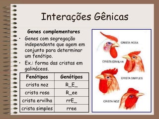 Interações Gênicas
Genes complementares
• Genes com segregação
independente que agem em
conjunto para determinar
um fenótipo.
• Ex.: forma das cristas em
galináceos.
Fenótipos Genótipos
crista noz R_E_
crista rosa R_ee
crista ervilha rrE_
crista simples rree
 