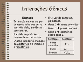 Interações Gênicas
Epistasia
• Interação em que um par
de genes inibe que outro
par, não alelo, manifeste
seu caráter.
• A epistasia pode ser
dominante ou recessiva.
• O gene inibidor é chamado
de epistático e o inibido é
o hipostático.
• Ex.: Cor da penas em
galináceos.
• Gene C  penas coloridas.
• Gene c  penas brancas.
• Gene I  epistático
sobre gene C.
Fenótipos Genótipos
Penas
coloridas
C_ii
Penas cc_ _
brancas C_I_
 