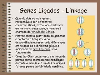 Genes Ligados - Linkage
• Quando dois ou mais genes,
responsáveis por diferentes
características, estão localizados em
um mesmo cromossomo, a herança é
chamada de Vinculação Gênica.
• Nestes casos a quantidade de gametas
e portanto a freqüência da
descendência apresentarão diferenças
em relação ao diibridismo já que a
incidência do crossing-over será
fundamental.
• Crossing-Over ou permuta é a troca de
partes entre cromossomos homólogos
durante a meiose e é um dos principais
fatores para a variabilidade genética.
 