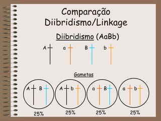 Comparação
Diibridismo/Linkage
Diibridismo (AaBb)
A a B b
Gametas
A B A b a B a b
25% 25% 25% 25%
 