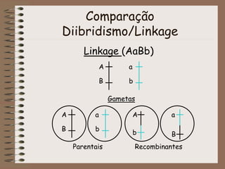 Comparação
Diibridismo/Linkage
Linkage (AaBb)
A
B
a
b
Gametas
A
B
a
b
A
b
a
B
Parentais Recombinantes
 