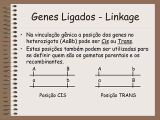 Genes Ligados - Linkage
• Na vinculação gênica a posição dos genes no
heterozigoto (AaBb) pode ser Cis ou Trans.
• Estas posições também podem ser utilizadas para
se definir quem são os gametas parentais e os
recombinantes.
A B
a b
Posição CIS
A b
a B
Posição TRANS
 