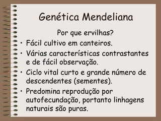 Genética Mendeliana
Por que ervilhas?
• Fácil cultivo em canteiros.
• Várias características contrastantes
e de fácil observação.
• Ciclo vital curto e grande número de
descendentes (sementes).
• Predomina reprodução por
autofecundação, portanto linhagens
naturais são puras.
 