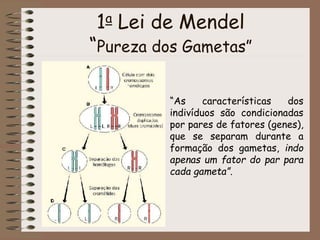 1a Lei de Mendel
“Pureza dos Gametas”
“As características dos
indivíduos são condicionadas
por pares de fatores (genes),
que se separam durante a
formação dos gametas, indo
apenas um fator do par para
cada gameta”.
 