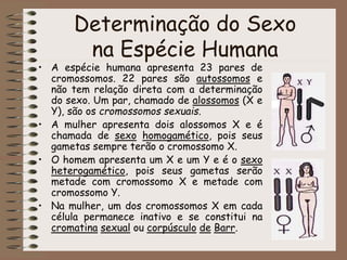 Genética Relacionada ao Sexo
• Heranças determinadas por genes localizados nos
cromossomos sexuais (alossomos) ou por gene...