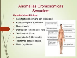 Anomalías Cromosómicas
Sexuales:
Características Clínicas:
 Fallo testicular primario con infertilidad
 Aspecto corporal...