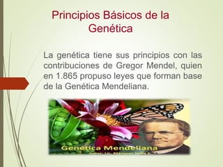 Principios Básicos de la
Genética
La genética tiene sus principios con las
contribuciones de Gregor Mendel, quien
en 1.865...
