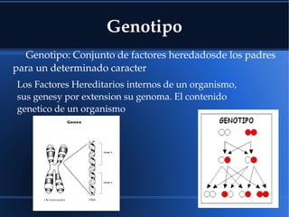 Genotipo
Genotipo: Conjunto de factores heredadosde los padres 
para un determinado caracter
Los Factores Hereditarios internos de un organismo, 
sus genesy por extension su genoma. El contenido 
genetico de un organismo
 