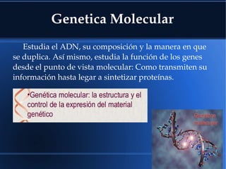 Genetica Molecular
Estudia el ADN, su composición y la manera en que 
se duplica. Así mismo, estudia la función de los genes 
desde el punto de vista molecular: Como transmiten su 
información hasta legar a sintetizar proteínas.
 