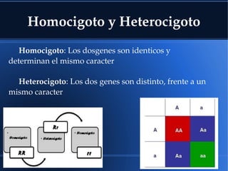Homocigoto y Heterocigoto
Homocigoto: Los dosgenes son identicos y 
determinan el mismo caracter
Heterocigoto: Los dos genes son distinto, frente a un 
mismo caracter
 