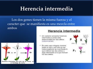 Herencia intermedia
Los dos genes tienen la misma fuerza y el 
caracter que  se manifiesta es una mezcla entre 
ambos
 