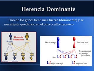 Herencia Dominante
Uno de los genes tiene mas fuerza (dominante) y se 
manifiesta quedando en el otro oculto (recesivo
 