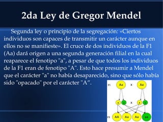 2da Ley de Gregor Mendel
Segunda ley o principio de la segregación: «Ciertos 
individuos son capaces de transmitir un carácter aunque en 
ellos no se manifieste». El cruce de dos individuos de la F1 
(Aa) dará origen a una segunda generación filial en la cual 
reaparece el fenotipo "a", a pesar de que todos los individuos 
de la F1 eran de fenotipo "A". Esto hace presumir a Mendel 
que el carácter "a" no había desaparecido, sino que sólo había 
sido "opacado" por el carácter "A”.
 