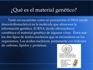 Tanto en eucariotas como en procariotas el DNA (ácido 
desoxirribonucleico) es la molécula que almacena la 
información genética. El RNA (ácido ribonucleico) 
constituye el material genético de algunos virus.  Éstos son 
los dos tipos de ácidos nucleicos que se encuentran en los 
organismos. Los ácidos nucleicos, juntamente con hidratos 
de carbono, lípidos y proteínas.
¿Qué es el material genético?
 