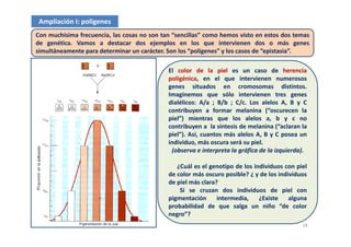 Ampliación I: poligenes
Con muchísima frecuencia, las cosas no son tan “sencillas” como hemos visto en estos dos temas
de genética. Vamos a destacar dos ejemplos en los que intervienen dos o más genes
simultáneamente para determinar un carácter. Son los “poligenes” y los casos de “epistasia”.
El color de la piel es un caso de herencia
poligénica, en el que intervienen numerosos
genes situados en cromosomas distintos.
Imaginemos que sólo intervienen tres genesImaginemos que sólo intervienen tres genes
dialélicos: A/a ; B/b ; C/c. Los alelos A, B y C
contribuyen a formar melanina (“oscurecen la
piel”) mientras que los alelos a, b y c no
contribuyen a la síntesis de melanina (“aclaran la
piel”). Así, cuantos más alelos A, B y C posea un
individuo, más oscura será su piel.
(observa e interpreta la gráfica de la izquierda).(observa e interpreta la gráfica de la izquierda).
¿Cuál es el genotipo de los individuos con piel
de color más oscuro posible? ¿ y de los individuos
de piel más clara?
Si se cruzan dos individuos de piel con
pigmentación intermedia, ¿Existe alguna
probabilidad de que salga un niño “de colorprobabilidad de que salga un niño de color
negro”?
18
 