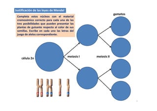 Justificación de las leyes de Mendel
Completa estos núcleos con el material
gametos
p
cromosómico correcto para cada una de las
tres posibilidades que pueden presentar las
plantas de guisante respecto al color de sus
ill E ib d l l t d lsemillas. Escribe en cada uno las letras del
juego de alelos correspondiente.
i i I i i IImeiosis I meiosis II
célula 2n
7
 