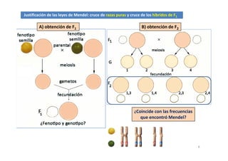 Justificación de las leyes de Mendel: cruce de razas puras y cruce de los híbridos de F1
A) bt ió d F B) bt ió d FA) obtención de F1 B) obtención de F2
¿Coincide con las frecuencias 
que encontró Mendel?que encontró Mendel?
8
 