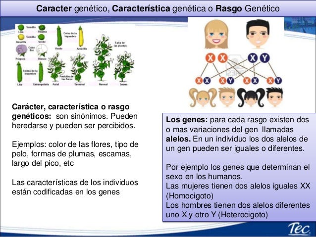 3.3 Genetica