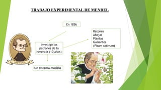 TRABAJO EXPERIMENTAL DE MENDEL
En 1856
Investigó los
patrones de la
herencia (10 años)
Ratones
Abejas
Plantas
Guisantes
(Pisum sativum)
Un sistema modelo
 