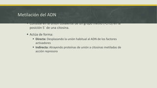 Metilación del ADN
 Consiste en la unión covalente de un grupo metilo (-CH3) en la
posición 5´ de una citosina.
 Actúa de forma:
 Directa: Desplazando la unión habitual al ADN de los factores
activadores
 Indirecta: Atrayendo proteínas de unión a citosinas metiladas de
acción represora
 