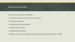 Metilación del ADN
Procesos que requieren metilación:
 Inactivación del cromosoma X en las mujeres
 Silenciado de genes
 Regulación de la transcripción
 Diferenciación celular
 Estabilidad del genoma
 Defensa contra virus y parásitos que potencialmente podrían dañar al ADN
 