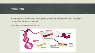 Micro-ARN
 Remodelan la cromatina al modificar el patrón de meeilación de una secuencia
específica (heterocromatina)
 Corrigen errores de metilación
 
