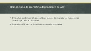 Remodelado de cromatina dependiente de ATP
 En la célula existen complejos peptídicos capaces de desplazar los nucleosomas
para otorgar dicha accesibilidad
 Se requiere ATP para debilitar el contacto nucleosoma-ADN
 