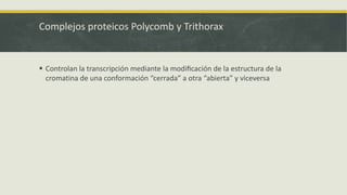Complejos proteicos Polycomb y Trithorax
 Controlan la transcripción mediante la meodificación de la estructura de la
cromatina de una conformeación “cerrada” a otra “abierta” y viceversa
 