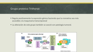 Grupo proteico Trithorax
 Regula positivamente la expresión génica haciendo que la cromatina sea meás
accesible a la maquinaria transcripcional
 La alteración de este grupo tamebién se asoció con patología tumoral.
 