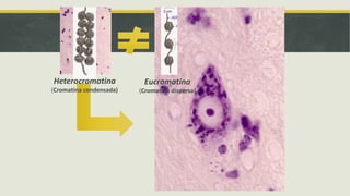 Heterocromatina
(Cromatina condensada)
Eucromatina
(Cromatina dispersa)
 