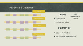 Patrones de Metilación
DNMT1
 Solo al inicio
 Semiconservativa
DNMT3B Y 3A
 CpG no metilados
 Sec. Satélite centromérica
Padres
Desmetilación
Novo
Mantemiento
HDAC
Desacetilasa de
Histona
 