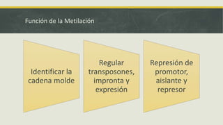 Función de la Metilación
Identificar la
cadena molde
Regular
transposones,
impronta y
expresión
Represión de
promotor,
aislante y
represor
 