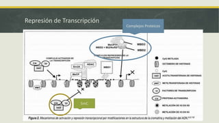 Represión de Transcripción
Complejos Proteicos
5mC
 