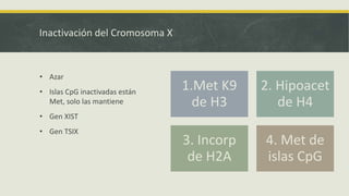 Inactivación del Cromosoma X
• Azar
• Islas CpG inactivadas están
Met, solo las mantiene
• Gen XIST
• Gen TSIX
1.Met K9
de H3
2. Hipoacet
de H4
3. Incorp
de H2A
4. Met de
islas CpG
 