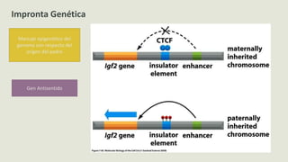 Impronta Genética
Marcaje epigenético del
genoma con respecto del
origen del padre
Gen Antisentido
 
