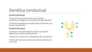 Genética conductual
Genética (genotipo)
• Es la teoría de la herencia de los caracteres
anatómicos, citológicos y funcionales (Gregor Mendel).
• Parte de la biología que estudia todo lo referente a los
factores hereditarios
Conducta (fenotipo)
• Cualquier actividad humana o animal que pueda
observarse y medirse objetivamente
• Manera de conducirse o comportarse de una persona
• Forma de reaccionar ante las situaciones externas en
un animal
 