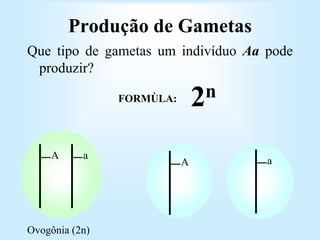 Produção de Gametas
Que tipo de gametas um indivíduo Aa pode
produzir?
A a
Ovogônia (2n)
A a
FORMÙLA: 2n
 
